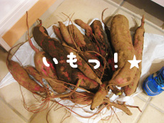 画像(230x173)
