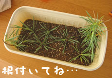 画像(230x160)