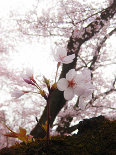 画像(230x307)