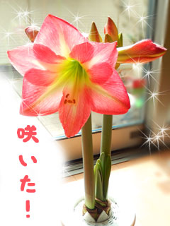摜(240x320)